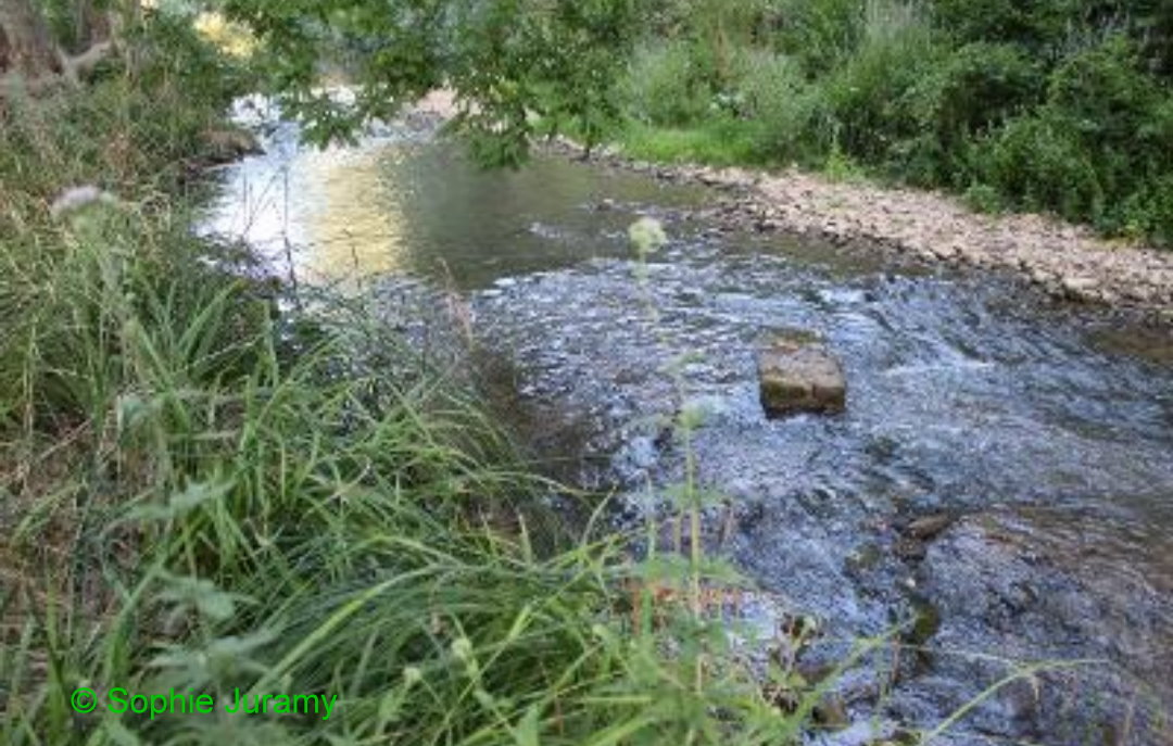 Cours d'Eau Sophie Juramy